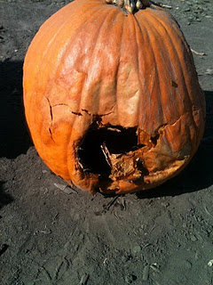 Tips To Identify Rotten Pumpkin